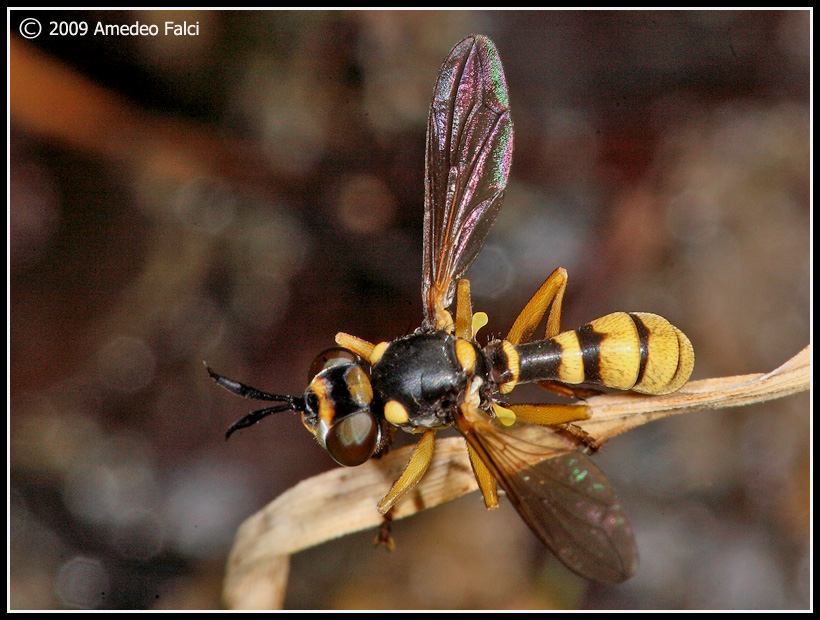 Leopoldius coronatus M (Conopidae)